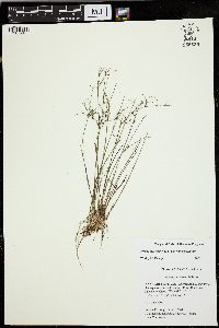 Juncus pelocarpus image