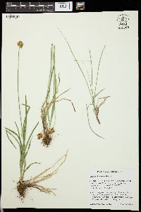 Carex multicostata image