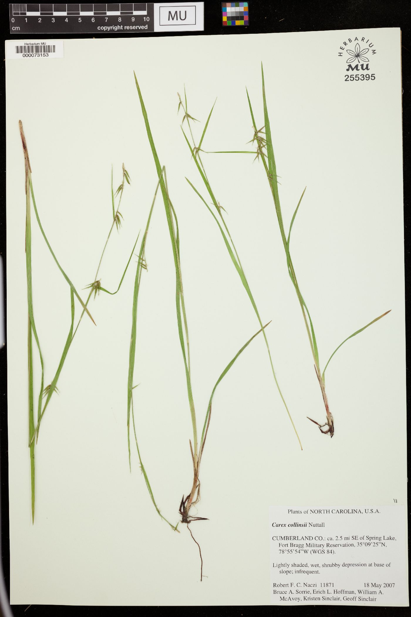 Carex collinsii image