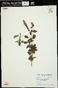 Mentha spicata image