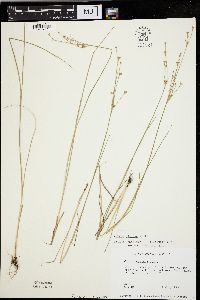 Juncus alpinoarticulatus image