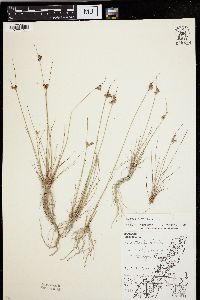 Juncus alpinoarticulatus image