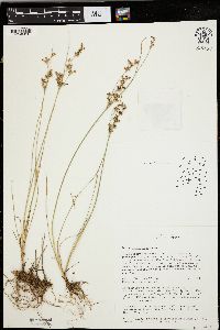 Juncus compressus image