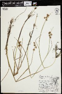 Juncus nodosus image