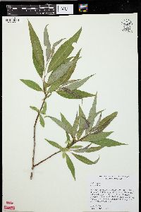 Salix × fragilis image