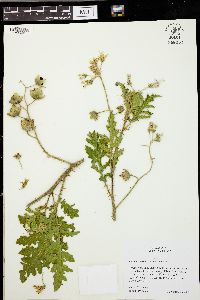 Solanum sisymbriifolium image