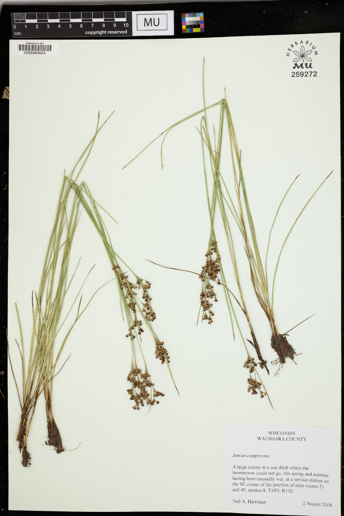 Juncus compressus image