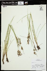 Juncus compressus image