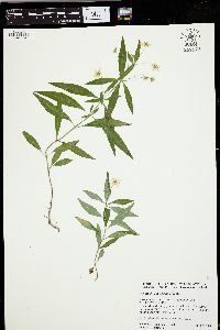 Lysimachia lanceolata image