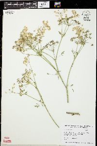 Conium maculatum image