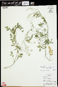 Rorippa sylvestris image