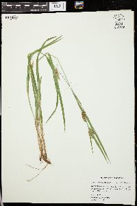 Carex flaccosperma image