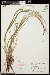 Carex purpurifera image