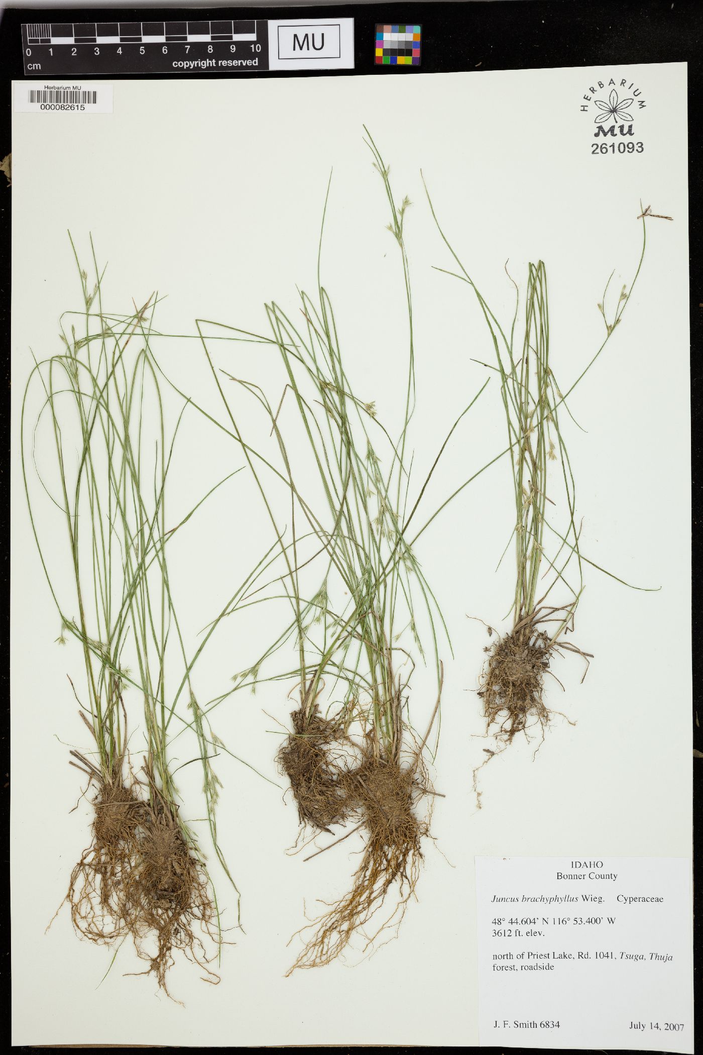 Juncus brachyphyllus image