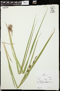 Carex flava image