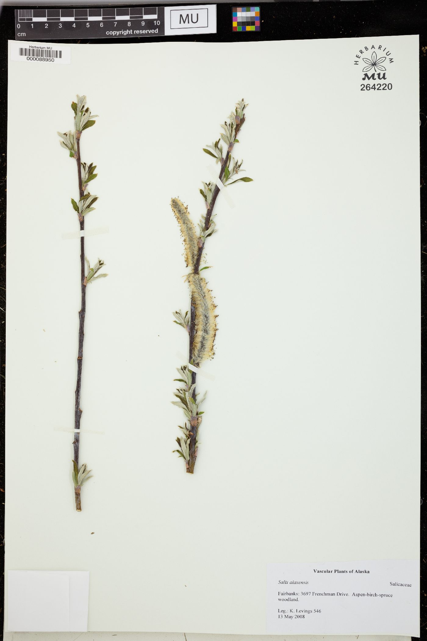 Salix alaxensis image