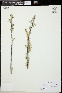 Salix alaxensis image