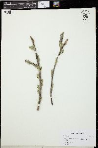 Salix alaxensis image