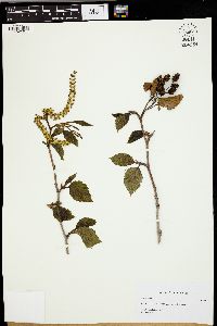 Alnus crispa image