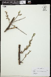 Salix alaxensis image