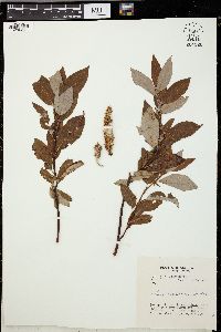 Salix barclayi image