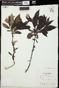 Salix barclayi image