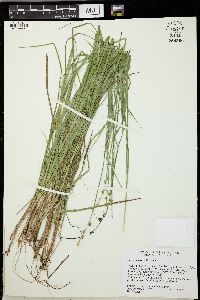 Carex seorsa image