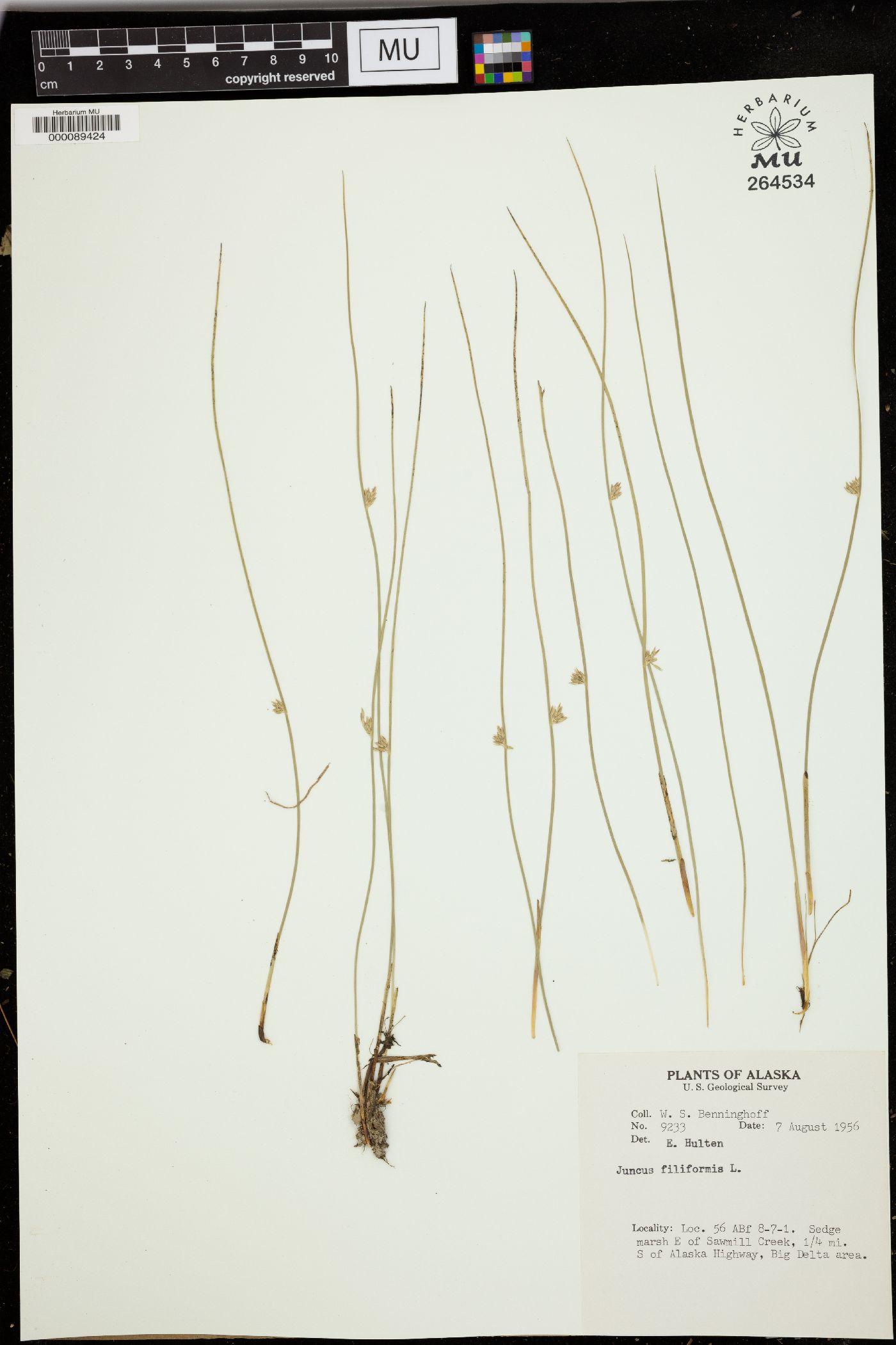 Juncus filiformis image