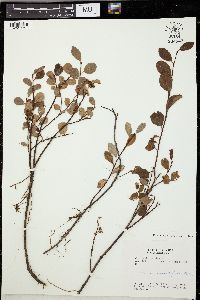 Salix arbutifolia image