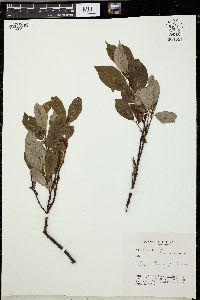 Salix barclayi image