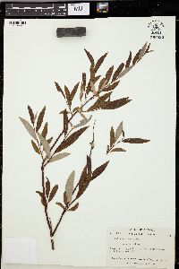 Salix arbusculoides image