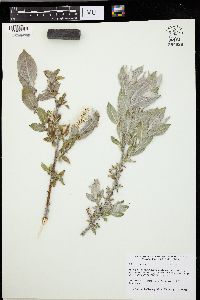 Salix cordata image