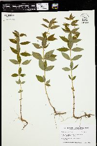 Lysimachia quadriflora image