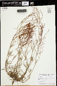 Rumex hastatulus image