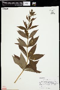 Lysimachia quadriflora image