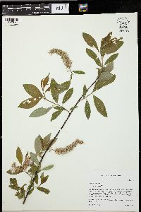 Salix petiolaris image