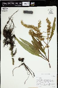 Rumex verticillatus image