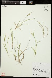 Carex aurea image