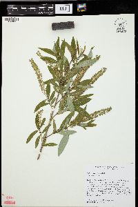 Salix caroliniana image