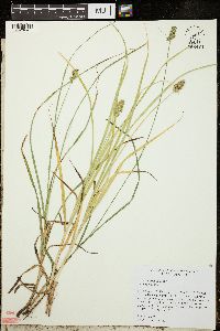 Carex aggregata image