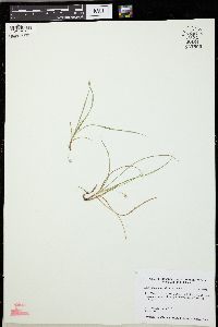 Carex willdenowii image