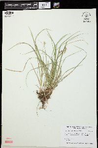 Carex willdenowii image