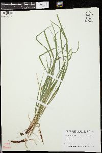 Carex jamesii image