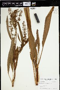 Rumex verticillatus image