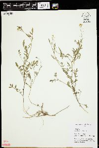 Rorippa sylvestris image