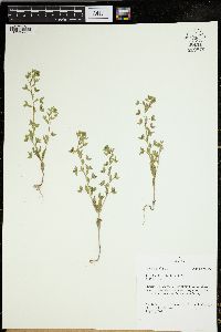 Veronica biloba image