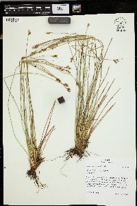 Juncus drummondii image