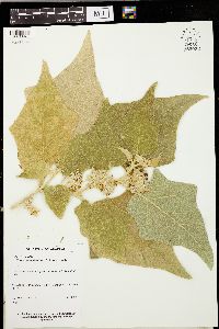 Solanum crotonifolium image
