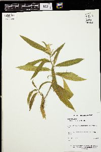 Solanum ensifolium image