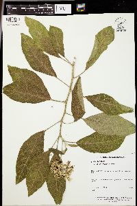 Solanum donianum image